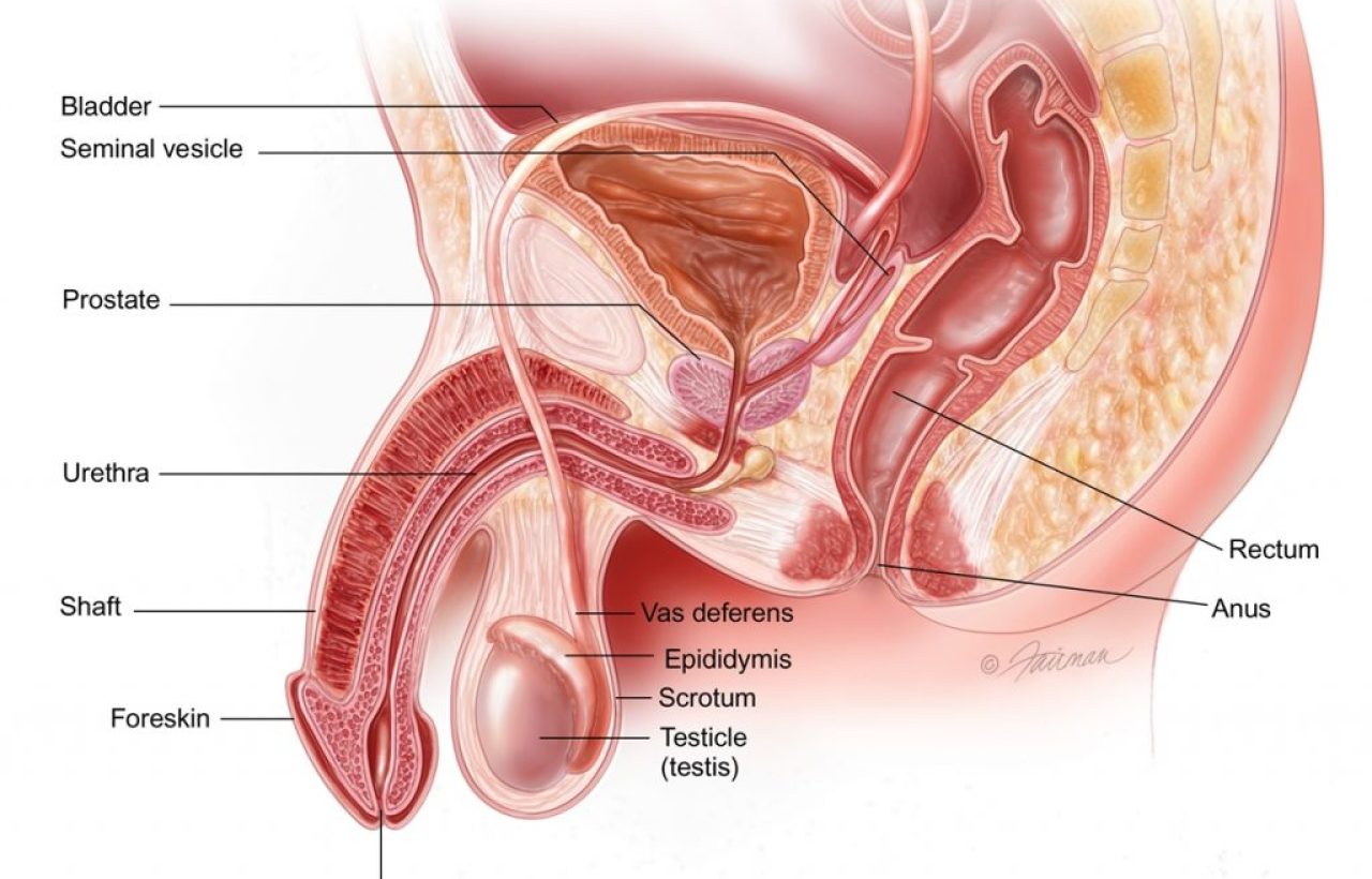 What are the causes of Premature Ejaculation