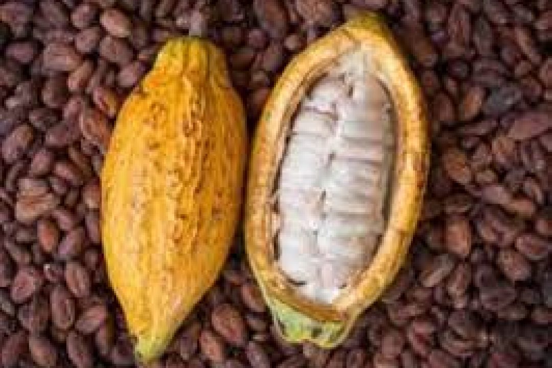 Agric Fairtrade Cocoa Programme Delivers Strong Results, Says New Study