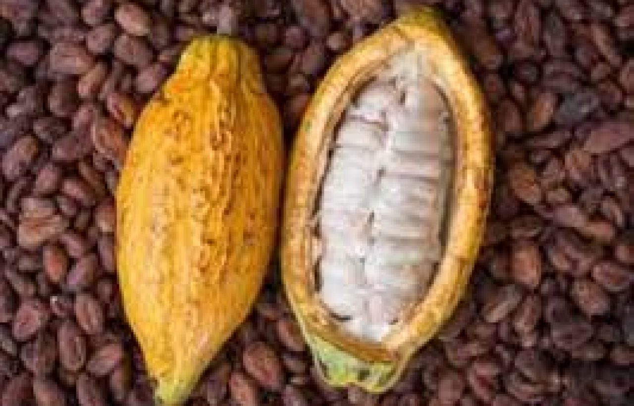 Agric Fairtrade Cocoa Programme Delivers Strong Results, Says New Study