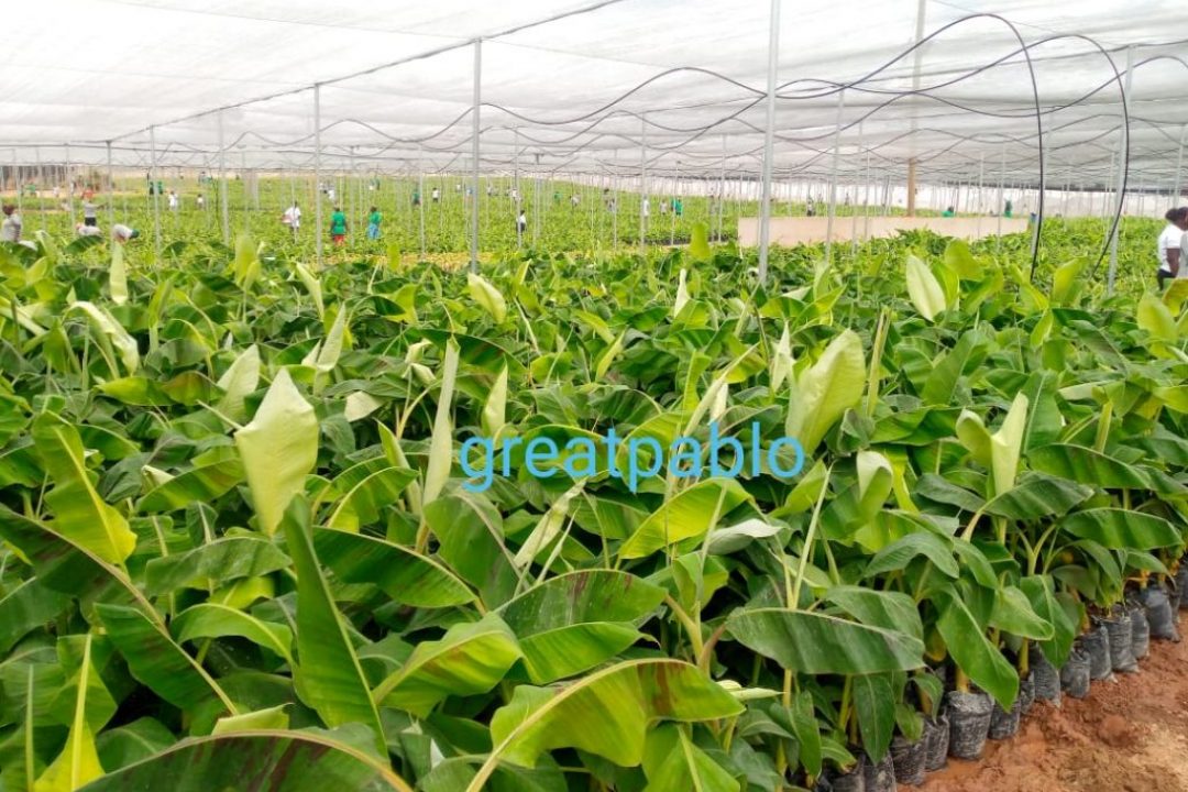 One Million Plantain Seedlings Ready For Planting – COCOBOD