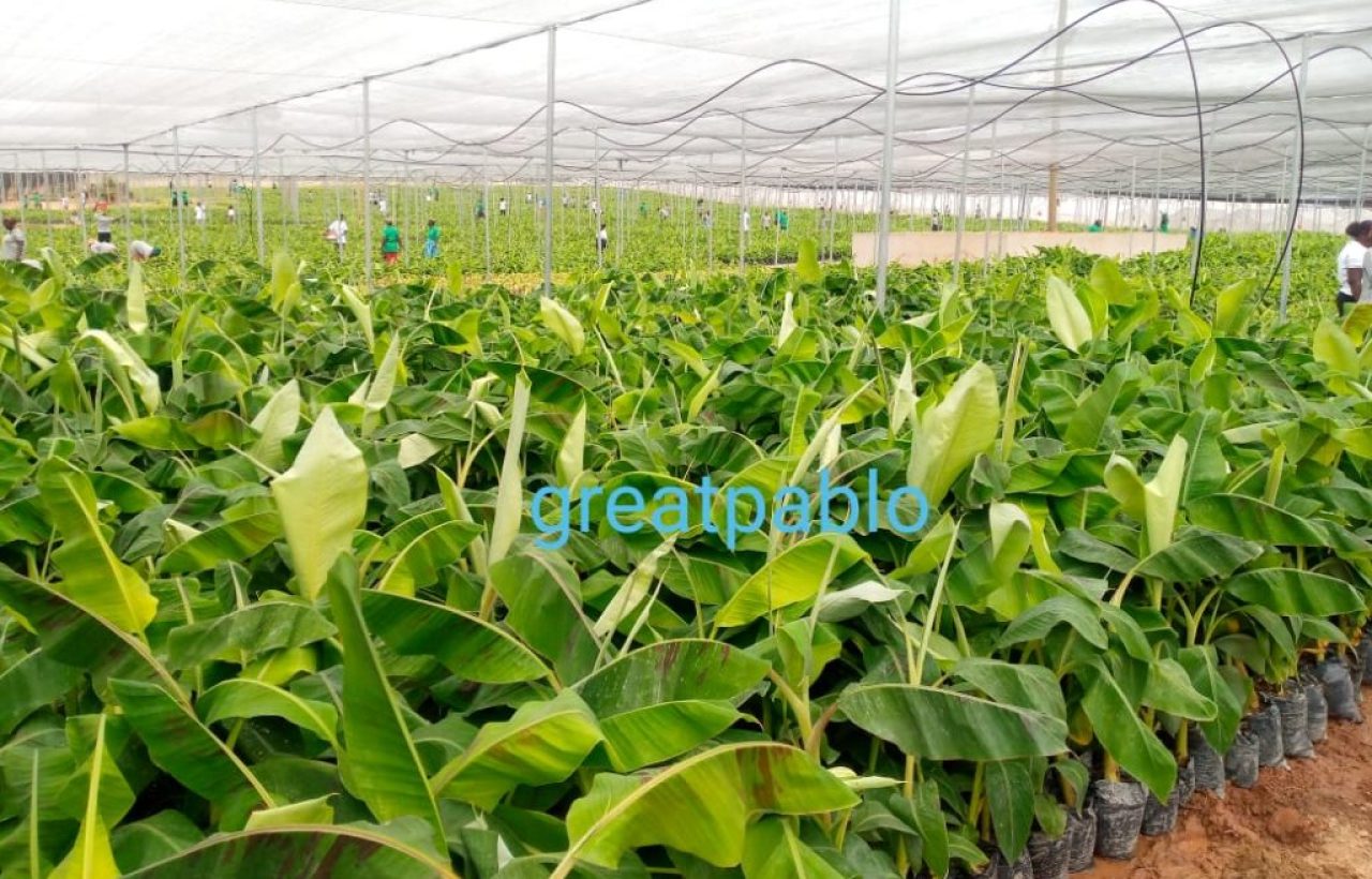 One Million Plantain Seedlings Ready For Planting – COCOBOD