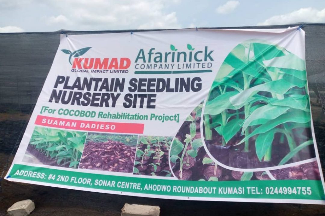 32 Million Plantain Seedlings To Be Produced By KUMAD Global Limited and AFARINICK Company Limited