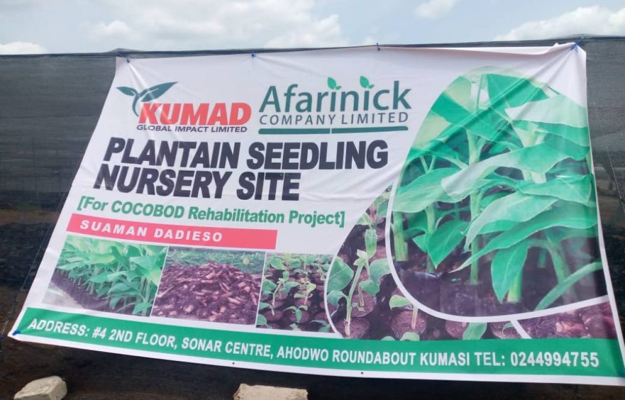 32 Million Plantain Seedlings To Be Produced By KUMAD Global Limited and AFARINICK Company Limited