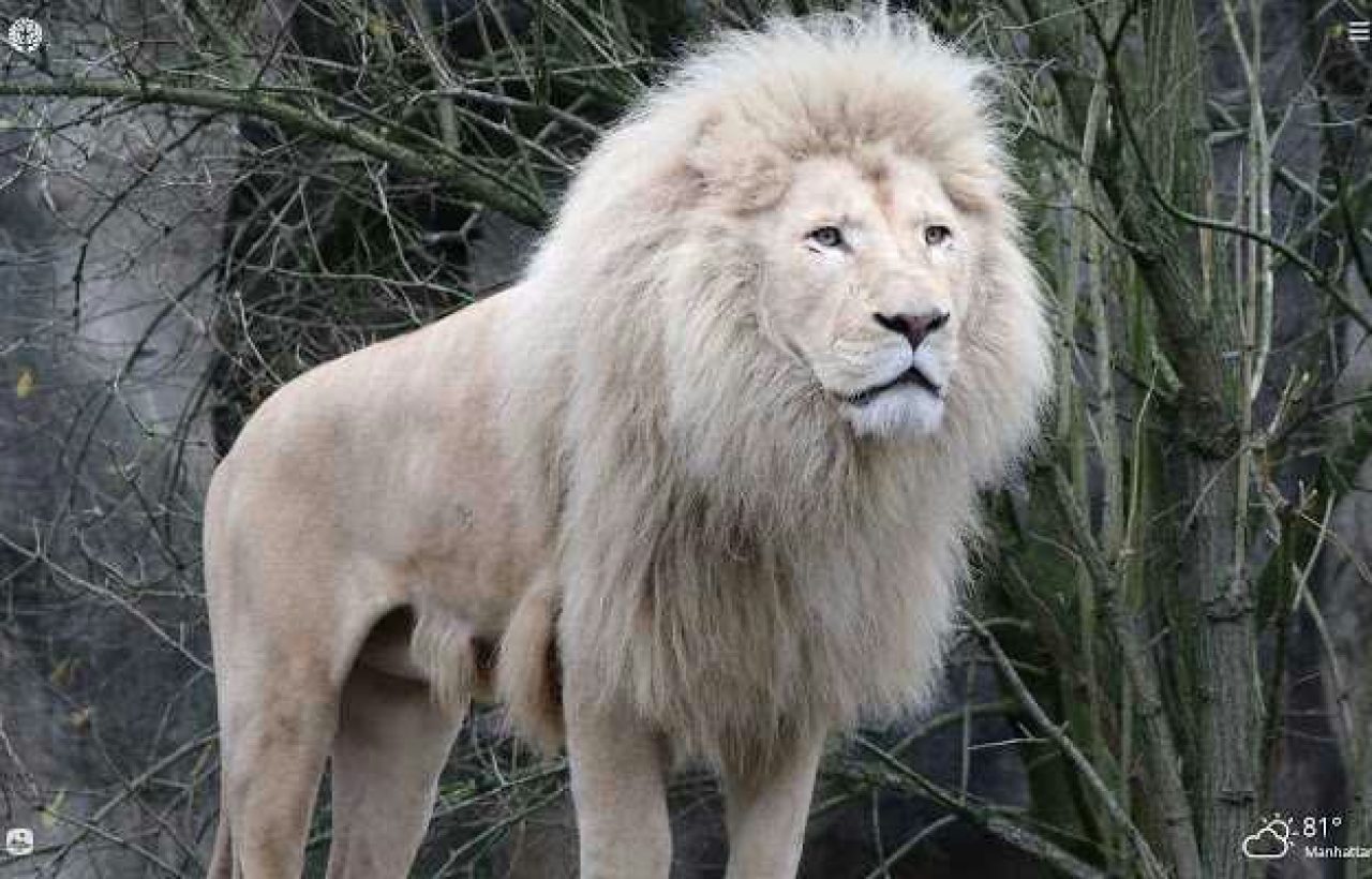 Lion Kills Man Who Got Into Its Enclosure At Zoo